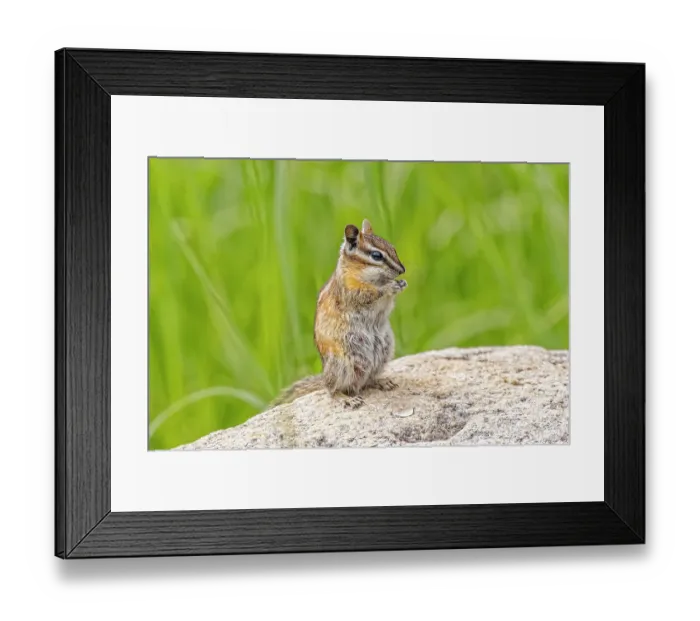 Framed Print : USA, Colorado, Gould. Close-up of least chipmunk. ©Fred Lord  /  Jaynes Gallery  /  DanitaDelimont.com
