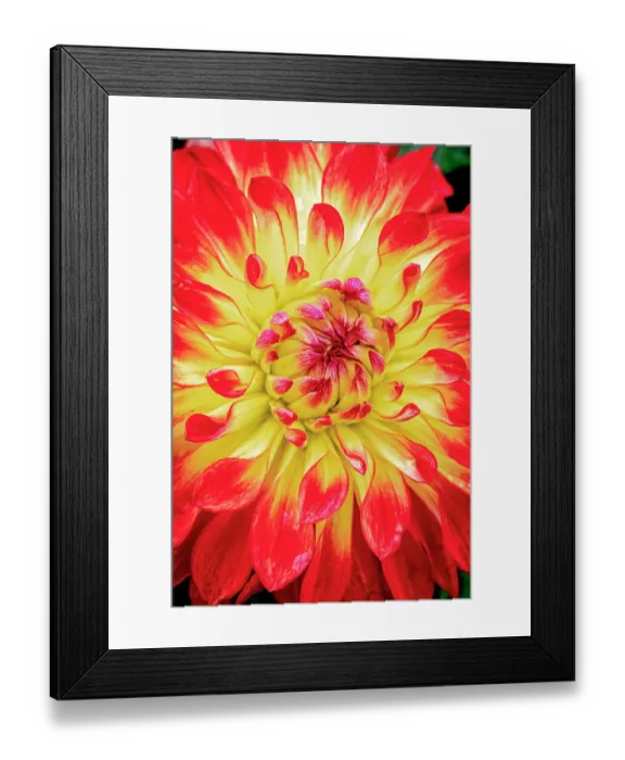 Framed Print : USA, Colorado, Fort Collins. Dahlia flower close-up. ©Fred Lord / Jaynes Gallery / DanitaDelimont.com Framed Print : USA, Colorado, Fort Collins. Dahlia flower close-up. ©Fred Lord / Jaynes Gallery / DanitaDelimont.com