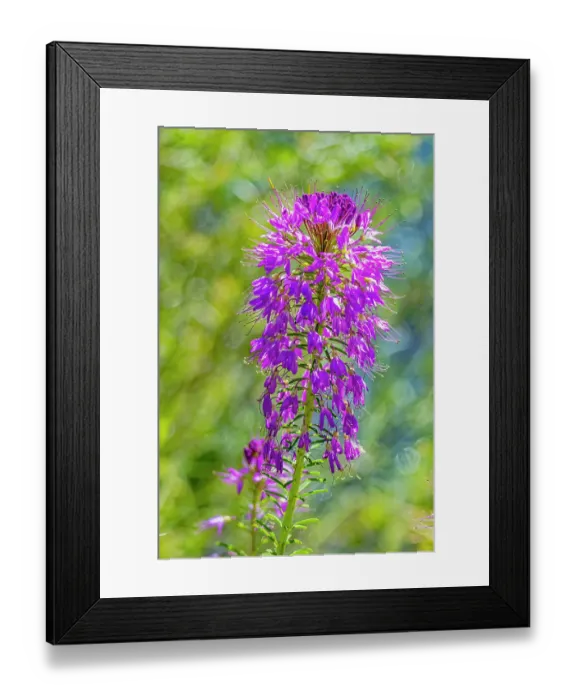 Framed Print : USA, Colorado, Fort Collins. Rocky Mountain bee plant. Credit as Fred Lord / Jaynes Gallery / DanitaDelimont.com Framed Print : USA, Colorado, Fort Collins. Rocky Mountain bee plant. Credit as Fred Lord / Jaynes Gallery / DanitaDelimont.com