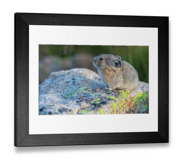 Framed Print : Pika portrait in late light, Colorado, USA Framed Print : Pika portrait in late light, Colorado, USA