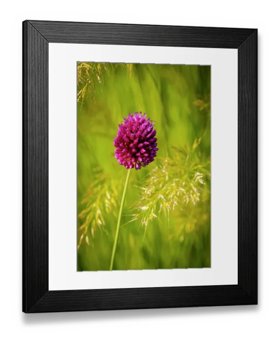 Framed Print : USA, Colorado, Fort Collins. Allium plant close-up. Credit as Fred Lord  /  Jaynes Gallery  /  DanitaDelimont.com