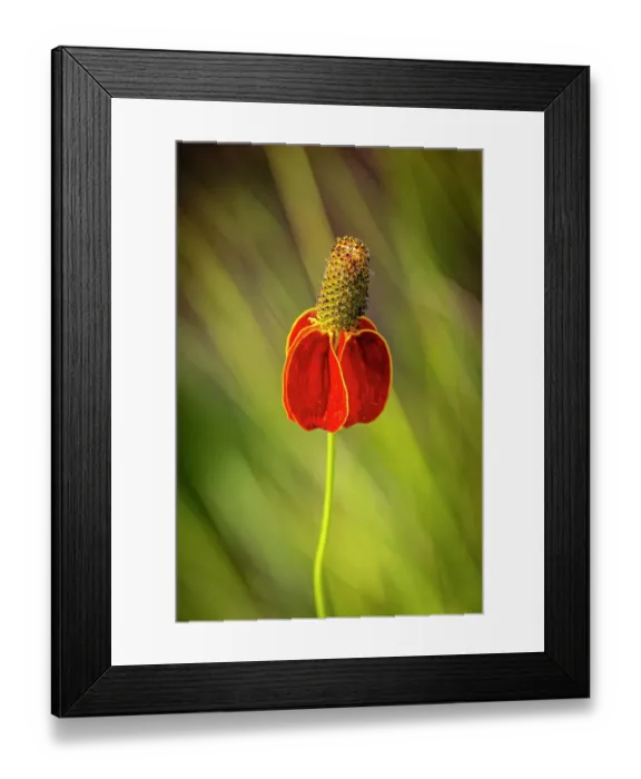 Framed Print : USA, Colorado, Fort Collins. Prairie coneflower close-up. Credit as Fred Lord / Jaynes Gallery / DanitaDelimont.com Framed Print : USA, Colorado, Fort Collins. Prairie coneflower close-up. Credit as Fred Lord / Jaynes Gallery / DanitaDelimont.com