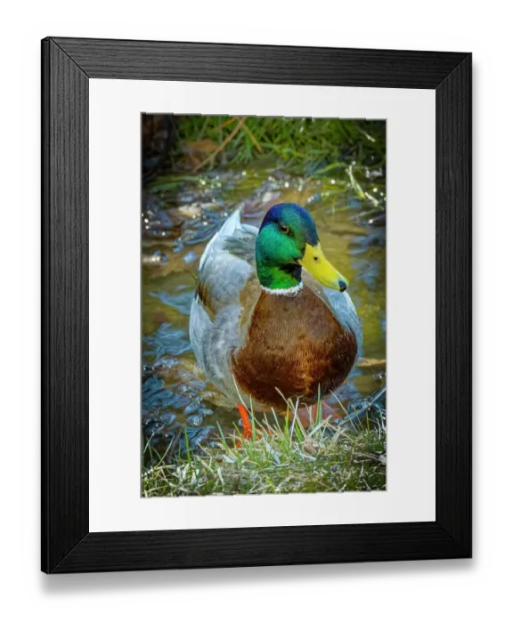 Framed Print : USA, Colorado, Fort Collins. Male mallard duck close-up. ©Fred Lord / Jaynes Gallery / DanitaDelimont.com Framed Print : USA, Colorado, Fort Collins. Male mallard duck close-up. ©Fred Lord / Jaynes Gallery / DanitaDelimont.com