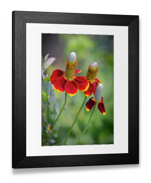 Framed Print : USA, Colorado, Fort Collins. Prairie coneflower close-up. Credit as Fred Lord / Jaynes Gallery / DanitaDelimont.com Framed Print : USA, Colorado, Fort Collins. Prairie coneflower close-up. Credit as Fred Lord / Jaynes Gallery / DanitaDelimont.com