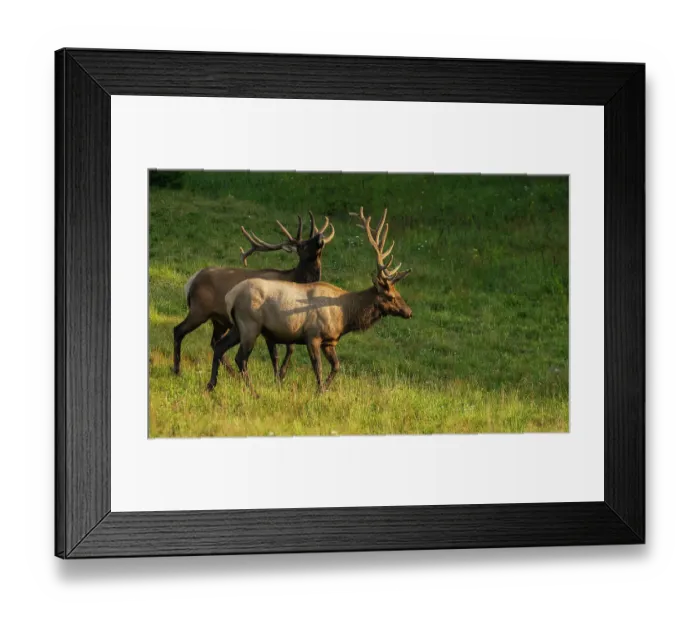 Framed Print : Summertime bull elk, Rocky Mountains, Colorado, USA