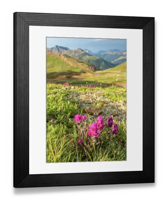 Framed Print : USA, Colorado, San Juan Mountains. Hurricane Pass and wildflowers Framed Print : USA, Colorado, San Juan Mountains. Hurricane Pass and wildflowers