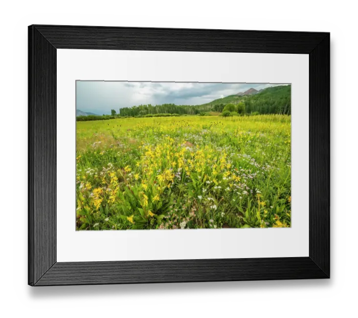 Framed Print : USA, Colorado, Gunnison National Forest. Meadow with wildflowers Framed Print : USA, Colorado, Gunnison National Forest. Meadow with wildflowers