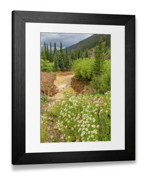 Framed Print : USA, Colorado, San Juan Mountains. Scenic with Cement Creek and daisies Framed Print : USA, Colorado, San Juan Mountains. Scenic with Cement Creek and daisies