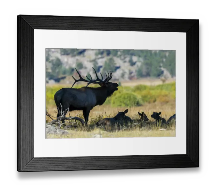 Framed Print : Bull elk silhouetted in the shade while bugling his dominance at the edge of the montane meadow, Colorado, USA Framed Print : Bull elk silhouetted in the shade while bugling his dominance at the edge of the montane meadow, Colorado, USA