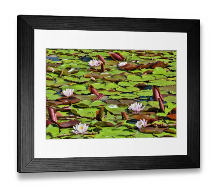 Framed Print : USA, Oregon, Barview. Small pond with waterlilies in bloom Framed Print : USA, Oregon, Barview. Small pond with waterlilies in bloom