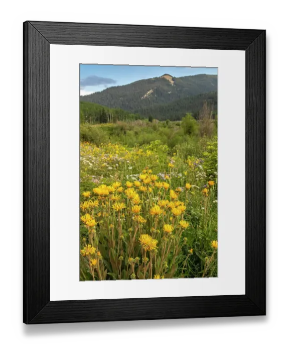 Framed Print : USA, Colorado, Gunnison National Forest. Wildflowers in meadow