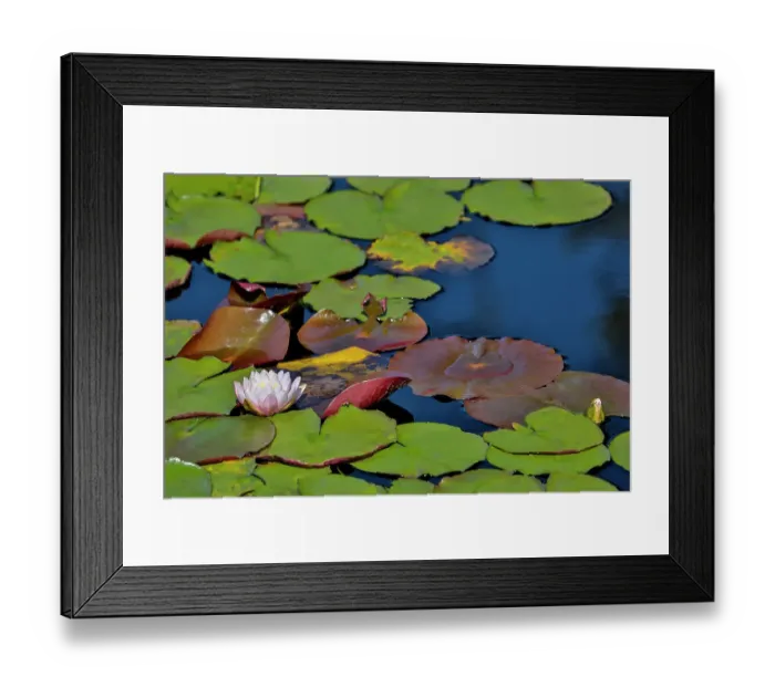 Framed Print : USA, Oregon, Barview. Small pond with waterlilies in bloom Framed Print : USA, Oregon, Barview. Small pond with waterlilies in bloom