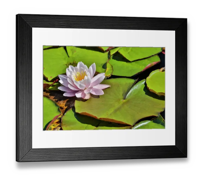 Framed Print : USA, Oregon, Barview. Small pond with waterlilies in bloom