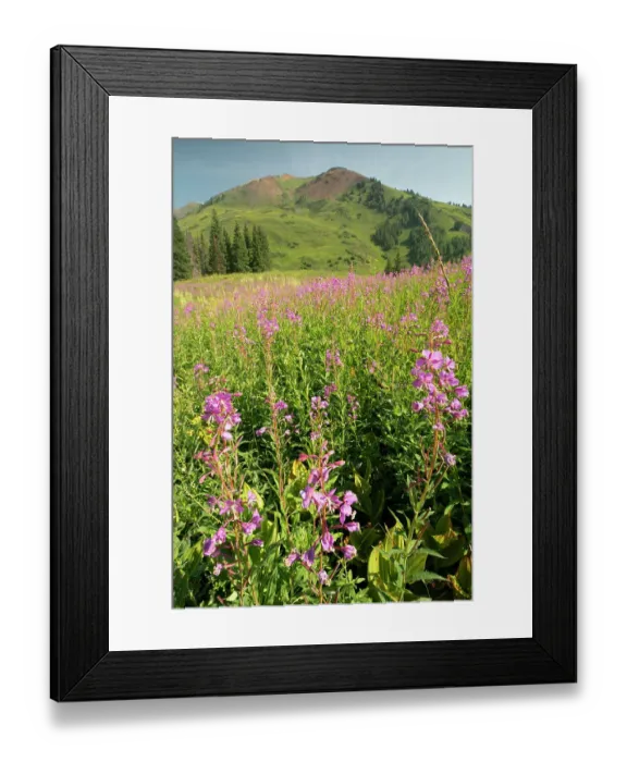 Framed Print : USA, Colorado, Gunnison National Forest. Fireweed in mountain meadow