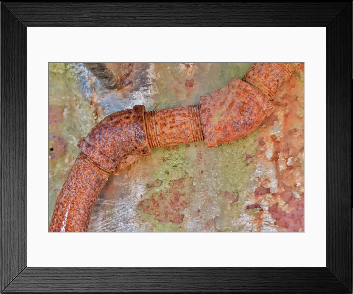 Framed Print : USA, Oregon, Tillamook. Old rusted vehicle close-ups with peeling paint truck details Framed Print : USA, Oregon, Tillamook. Old rusted vehicle close-ups with peeling paint truck details