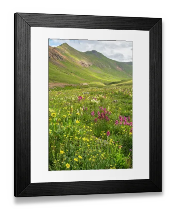 Framed Print : USA, Colorado, San Juan Mountains. Landscape with wildflowers in California Pass Framed Print : USA, Colorado, San Juan Mountains. Landscape with wildflowers in California Pass
