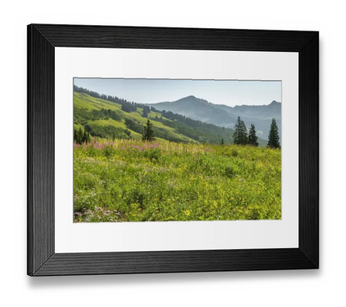 Framed Print : USA, Colorado, Gunnison National Forest. Wildflowers in mountain meadow Framed Print : USA, Colorado, Gunnison National Forest. Wildflowers in mountain meadow