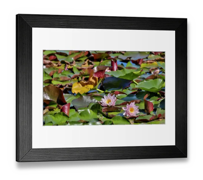 Framed Print : USA, Oregon, Barview. Small pond with waterlilies in bloom Framed Print : USA, Oregon, Barview. Small pond with waterlilies in bloom