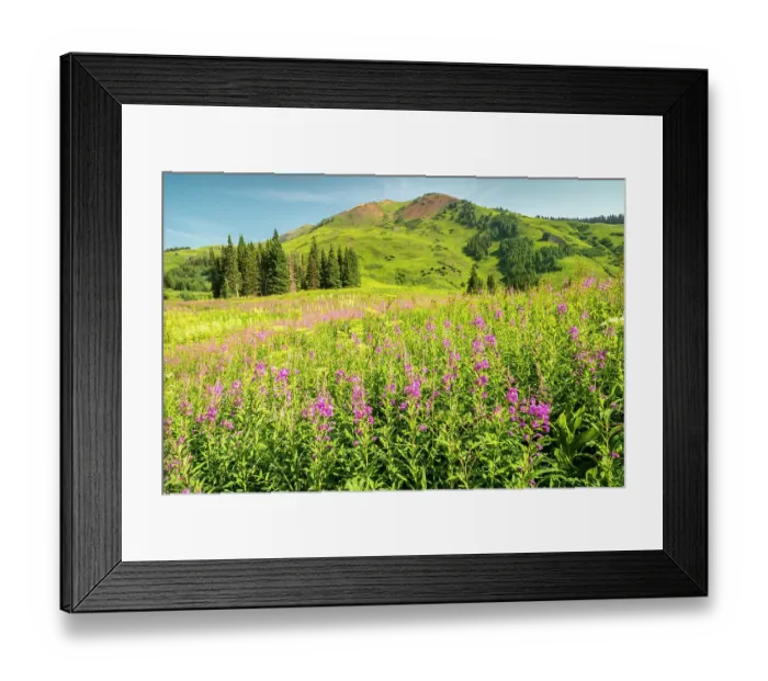 Framed Print : USA, Colorado, Gunnison National Forest. Fireweed in mountain meadow Framed Print : USA, Colorado, Gunnison National Forest. Fireweed in mountain meadow