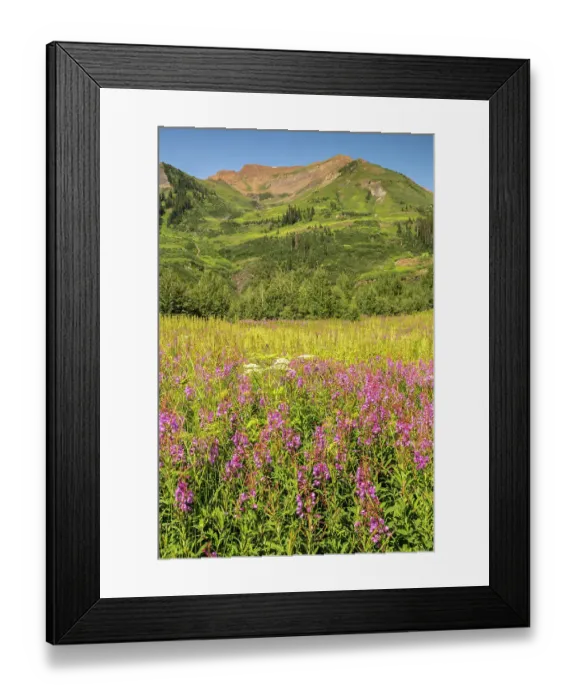 Framed Print : USA, Colorado, Gunnison National Forest. Fireweed in mountain meadow