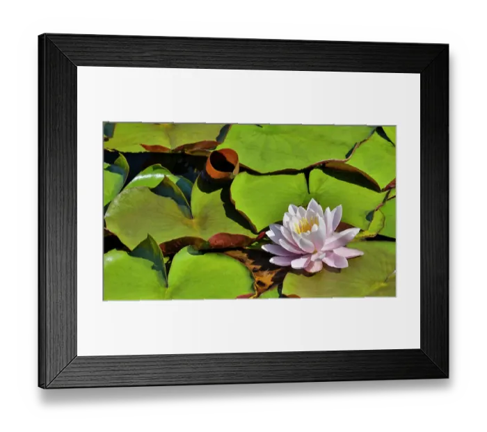 Framed Print : USA, Oregon, Barview. Small pond with waterlilies in bloom Framed Print : USA, Oregon, Barview. Small pond with waterlilies in bloom