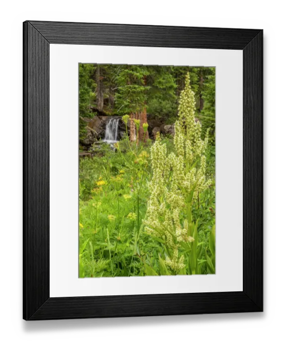 Framed Print : USA, Colorado, Gunnison National Forest. Waterfall and corn lily plant Framed Print : USA, Colorado, Gunnison National Forest. Waterfall and corn lily plant