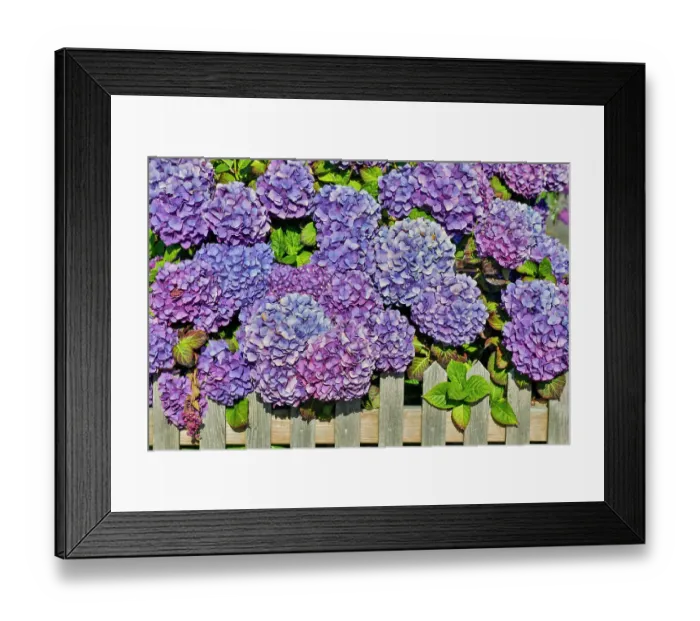 Framed Print : USA, Oregon, Cannon Beach. Blue color Hydrangea blooms with old wooden picket fence