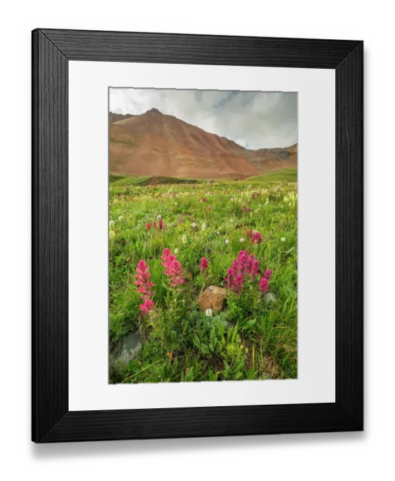 Framed Print : USA, Colorado, San Juan Mountains. Indian paintbrush flowers in Placer Gulch Framed Print : USA, Colorado, San Juan Mountains. Indian paintbrush flowers in Placer Gulch