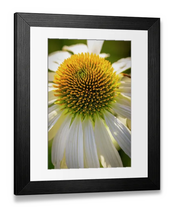 Framed Print : USA, Colorado, Fort Collins. Coneflower close-up. ©Fred Lord / Jaynes Gallery / DanitaDelimont.com Framed Print : USA, Colorado, Fort Collins. Coneflower close-up. ©Fred Lord / Jaynes Gallery / DanitaDelimont.com
