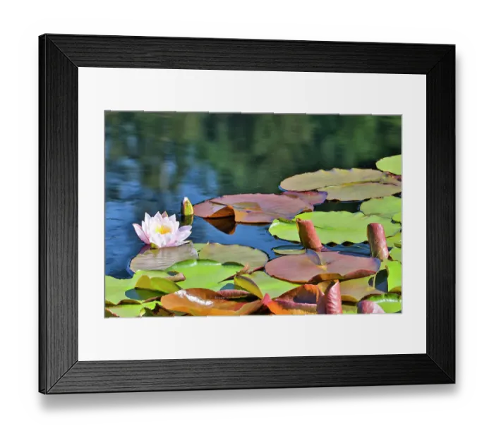Framed Print : USA, Oregon, Barview. Small pond with waterlilies in bloom Framed Print : USA, Oregon, Barview. Small pond with waterlilies in bloom