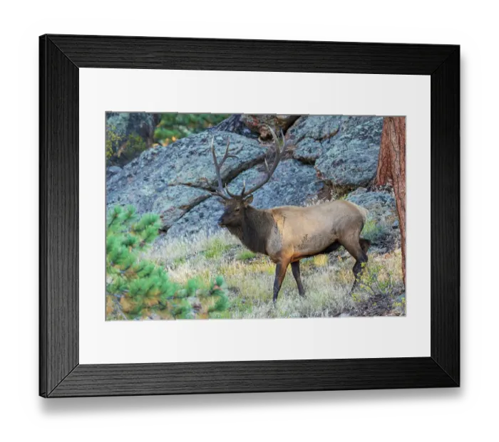 Framed Print : Bull elk scouting out the nearby montane meadow for prospective cows in the Rocky Mountains, Colorado, USA Framed Print : Bull elk scouting out the nearby montane meadow for prospective cows in the Rocky Mountains, Colorado, USA