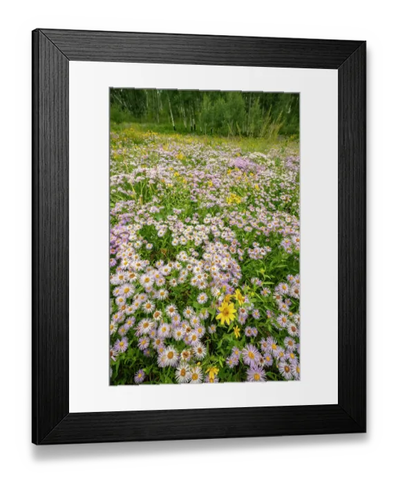 Framed Print : USA, Colorado, Gunnison National Forest. Meadow with asters and mule ears flowers Framed Print : USA, Colorado, Gunnison National Forest. Meadow with asters and mule ears flowers