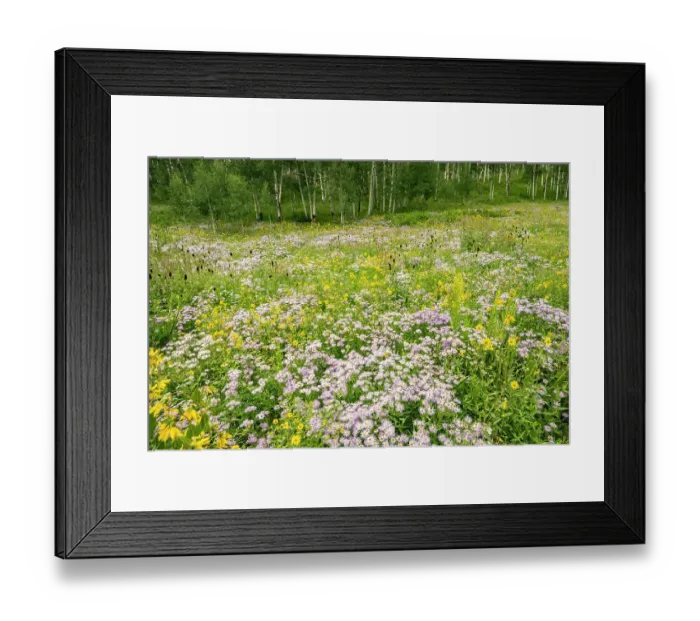 Framed Print : USA, Colorado, Gunnison National Forest. Meadow with asters and mule ears flowers Framed Print : USA, Colorado, Gunnison National Forest. Meadow with asters and mule ears flowers