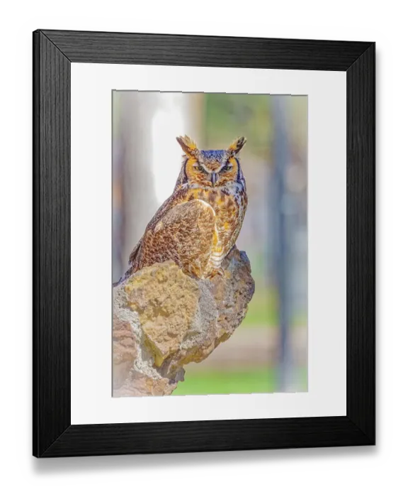 Framed Print : USA, Colorado, Fort Collins. Great-horned owl close-up. ©Fred Lord / Jaynes Gallery / DanitaDelimont.com Framed Print : USA, Colorado, Fort Collins. Great-horned owl close-up. ©Fred Lord / Jaynes Gallery / DanitaDelimont.com