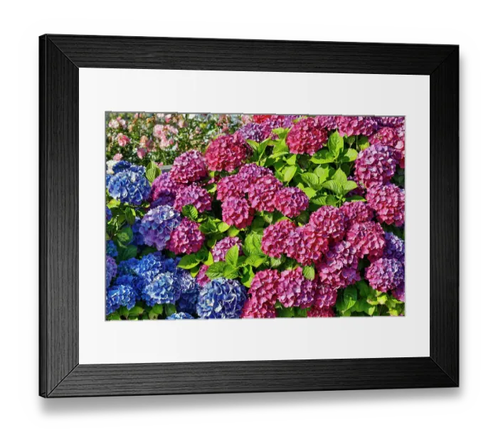 Framed Print : USA, Oregon, Cannon Beach. Blue and rose color Hydrangea blooms Framed Print : USA, Oregon, Cannon Beach. Blue and rose color Hydrangea blooms