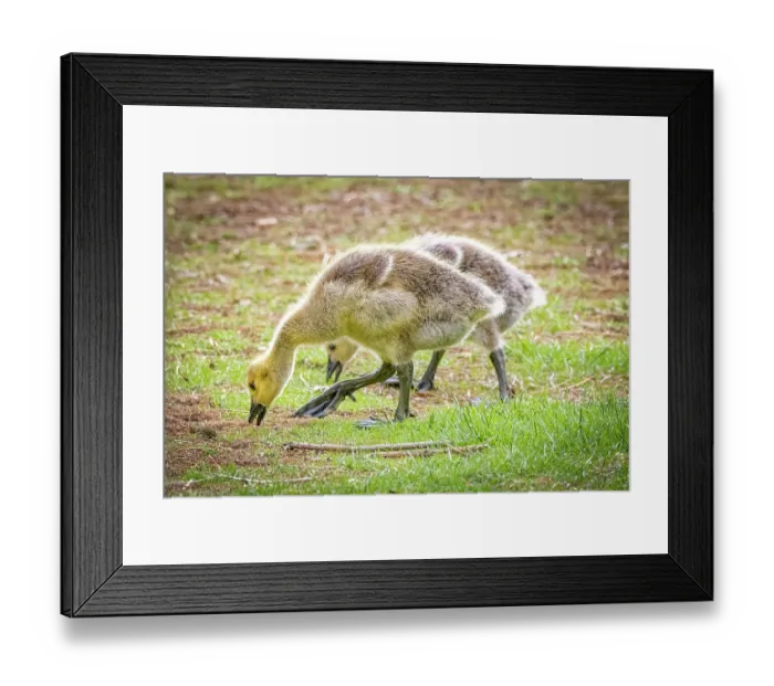 Framed Print : USA, Colorado, Fort Collins. Canada goose goslings on ground. ©Fred Lord / Jaynes Gallery / DanitaDelimont.com Framed Print : USA, Colorado, Fort Collins. Canada goose goslings on ground. ©Fred Lord / Jaynes Gallery / DanitaDelimont.com
