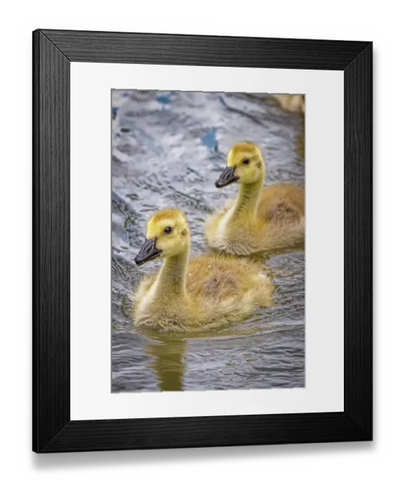 Framed Print : USA, Colorado, Fort Collins. Canada goose goslings in water. ©Fred Lord  /  Jaynes Gallery  /  DanitaDelimont.com
