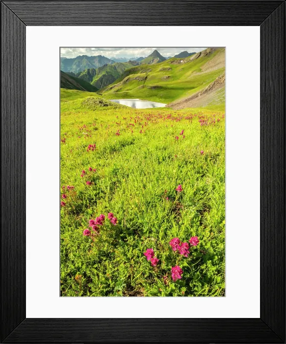 Framed Print : USA, Colorado, San Juan Mountains. Indian paintbrush flowers and lake in Placer Gulch Framed Print : USA, Colorado, San Juan Mountains. Indian paintbrush flowers and lake in Placer Gulch