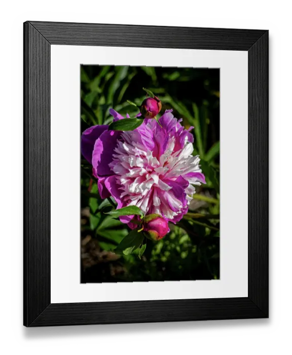 Framed Print : USA, Colorado, Fort Collins. Peony flower close-up. ©Fred Lord / Jaynes Gallery / DanitaDelimont.com Framed Print : USA, Colorado, Fort Collins. Peony flower close-up. ©Fred Lord / Jaynes Gallery / DanitaDelimont.com