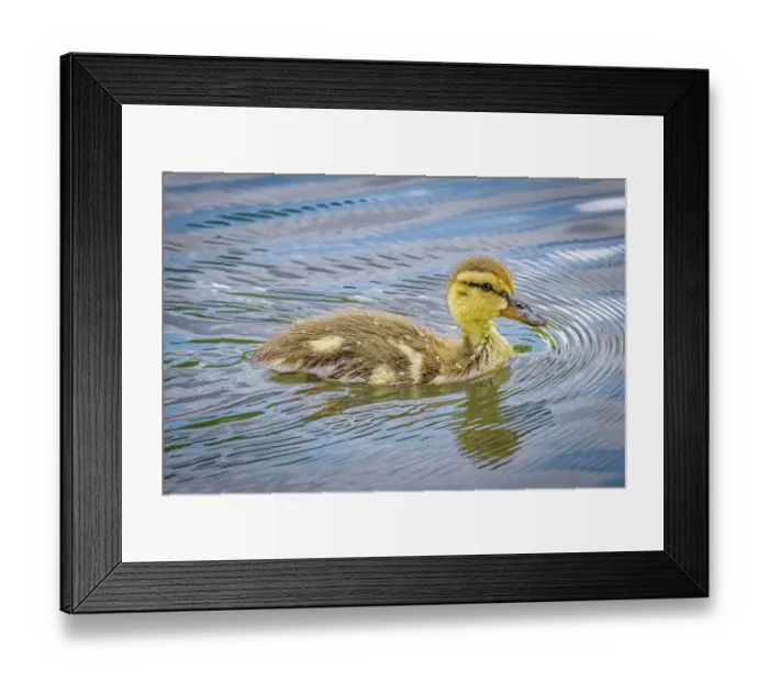Framed Print : USA, Colorado, Fort Collins. Mallard duck duckling in water. ©Fred Lord  /  Jaynes Gallery  /  DanitaDelimont.com