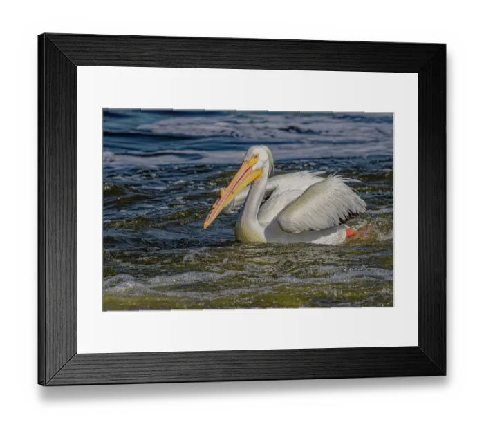 Framed Print : USA, Colorado, Fort Collins. American white pelican in water. ©Fred Lord / Jaynes Gallery / DanitaDelimont.com Framed Print : USA, Colorado, Fort Collins. American white pelican in water. ©Fred Lord / Jaynes Gallery / DanitaDelimont.com