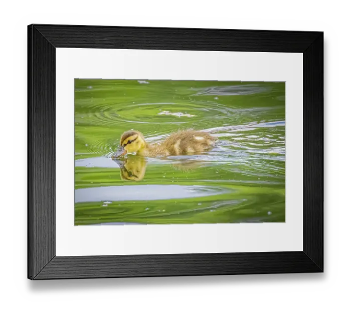 Framed Print : USA, Colorado, Fort Collins. Mallard duck duckling in water. ©Fred Lord / Jaynes Gallery / DanitaDelimont.com Framed Print : USA, Colorado, Fort Collins. Mallard duck duckling in water. ©Fred Lord / Jaynes Gallery / DanitaDelimont.com
