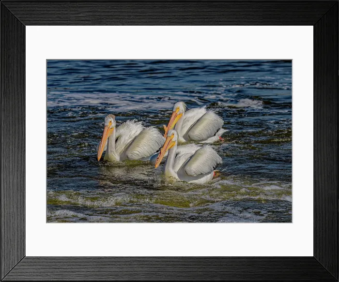 Framed Print : USA, Colorado, Fort Collins. American white pelicans in water. ©Fred Lord / Jaynes Gallery / DanitaDelimont.com Framed Print : USA, Colorado, Fort Collins. American white pelicans in water. ©Fred Lord / Jaynes Gallery / DanitaDelimont.com