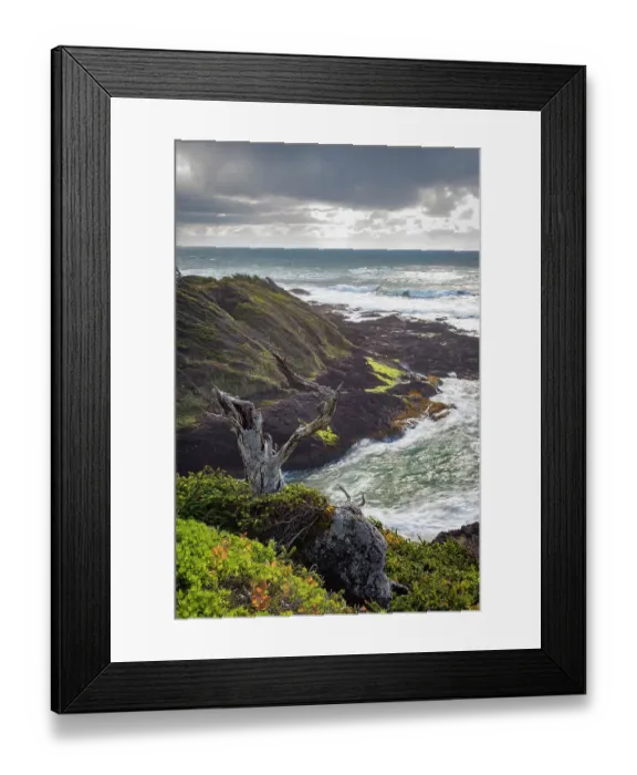 Framed Print : USA, Oregon, Cape Perpetua, Siuslaw National Forest. A weathered tree stump overlooking the Pacific Ocean Framed Print : USA, Oregon, Cape Perpetua, Siuslaw National Forest. A weathered tree stump overlooking the Pacific Ocean