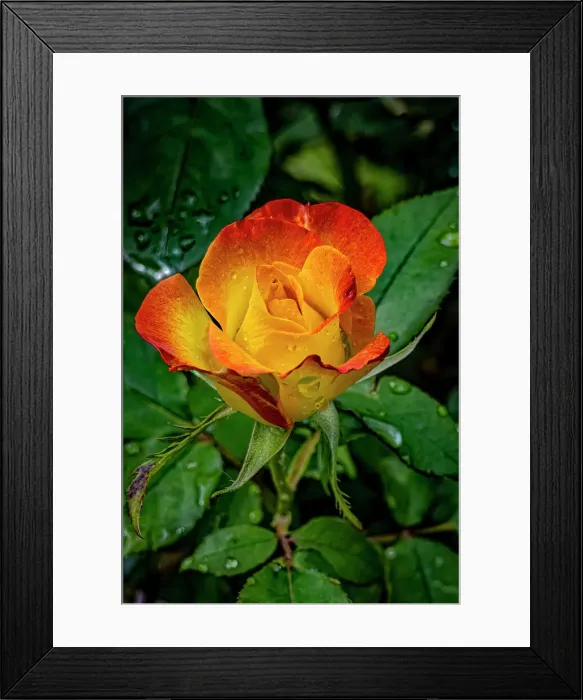 Framed Print : USA, Colorado, Fort Collins. Rose close-up. ©Fred Lord / Jaynes Gallery / DanitaDelimont.com Framed Print : USA, Colorado, Fort Collins. Rose close-up. ©Fred Lord / Jaynes Gallery / DanitaDelimont.com