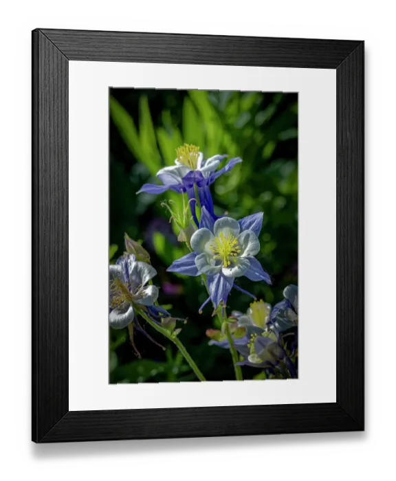 Framed Print : USA, Colorado, Fort Collins. Colorado columbine flowers close-up. ©Fred Lord  /  Jaynes Gallery  /  DanitaDelimont.com