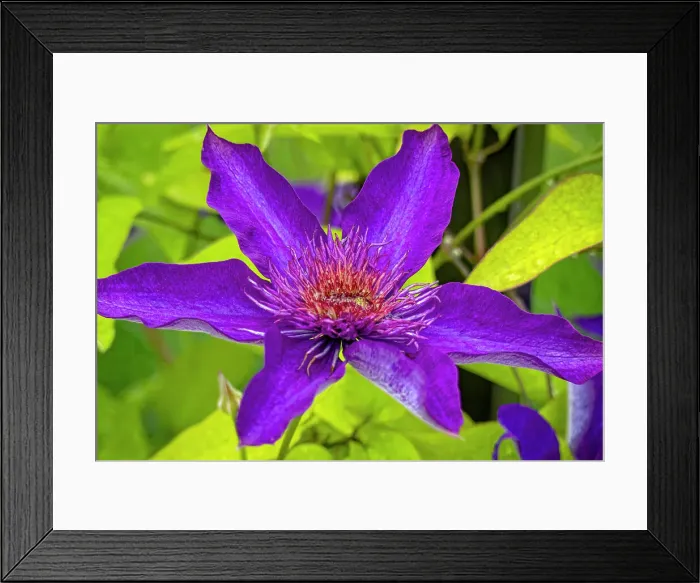 Framed Print : USA, Colorado, Fort Collins. Clematis flower close-up. ©Fred Lord  /  Jaynes Gallery  /  DanitaDelimont.com