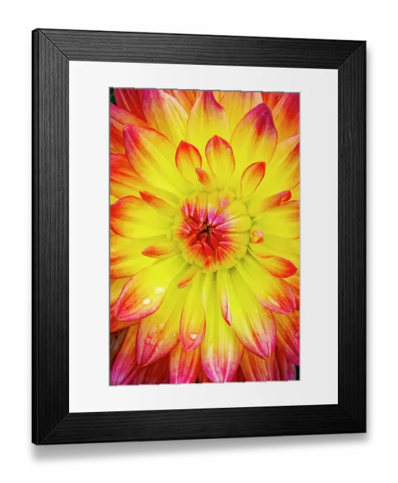 Framed Print : USA, Colorado, Fort Collins. Dahlia flower close-up. ©Fred Lord / Jaynes Gallery / DanitaDelimont.com Framed Print : USA, Colorado, Fort Collins. Dahlia flower close-up. ©Fred Lord / Jaynes Gallery / DanitaDelimont.com