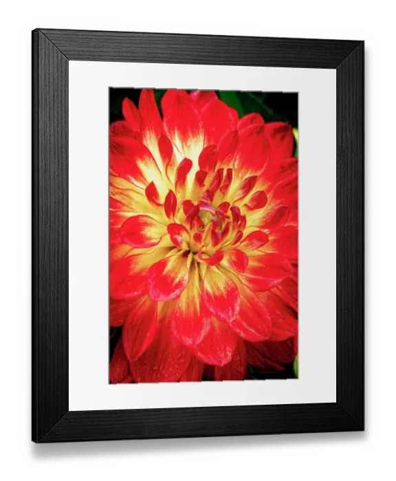 Framed Print : USA, Colorado, Fort Collins. Dahlia flower close-up. ©Fred Lord  /  Jaynes Gallery  /  DanitaDelimont.com