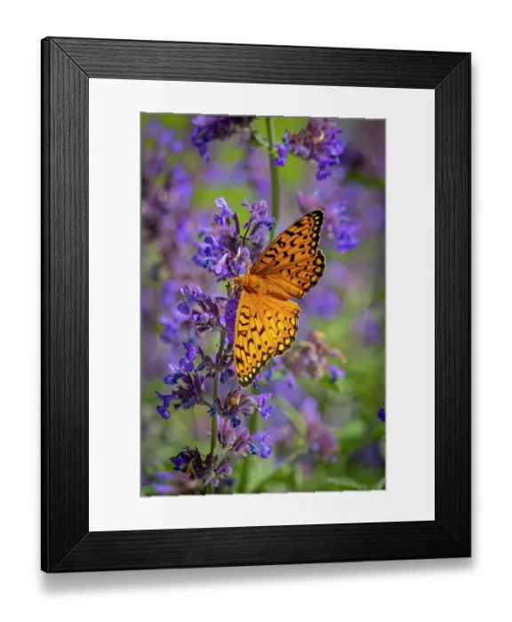 Framed Print : USA, Colorado, Fort Collins. Fritillary butterfly on catmint flowers. ©Fred Lord / Jaynes Gallery / DanitaDelimont.com Framed Print : USA, Colorado, Fort Collins. Fritillary butterfly on catmint flowers. ©Fred Lord / Jaynes Gallery / DanitaDelimont.com